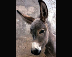 Donkey