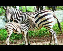 Vandalur Zoo
