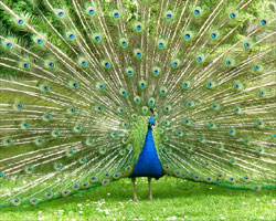 Peacock