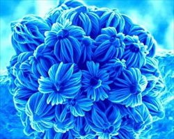 Nano Flowers