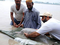 Blind dolphins Blind dolphins