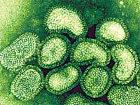 swine flu Virus swine flu Virus