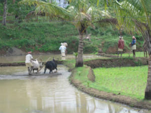 Paddy cultivation Paddy cultivation