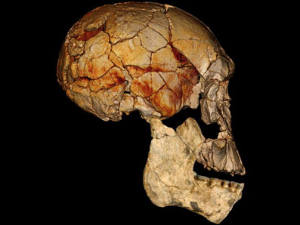 Homo rudolfensis Homo rudolfensis