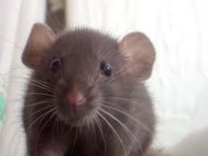 Rat Rat