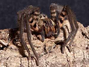 Spider venom that causes four-hour long erections 'could be the new Viagra' Spider venom that causes four-hour long erections 'could be the new Viagra'