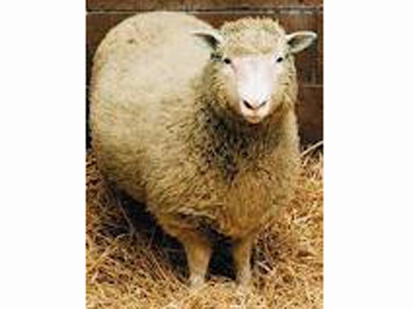 குளோனிங் தவளை...டாலி ஆடு...