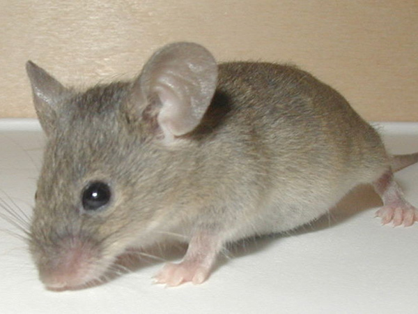 எலிகள் மூலம் பரவும் எலிக்காய்ச்சல்