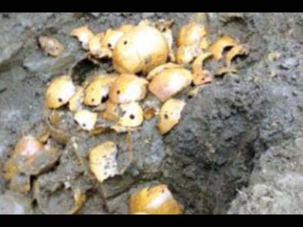 மண்டை ஓடு புதையல்