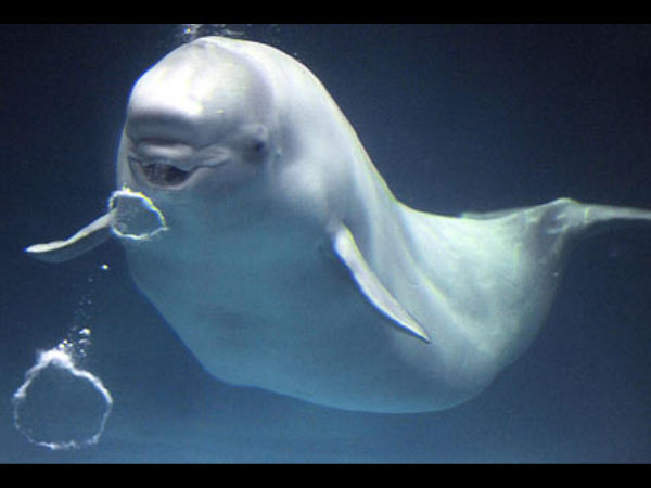 அப்படியே மனிதர்களைப் போல ..