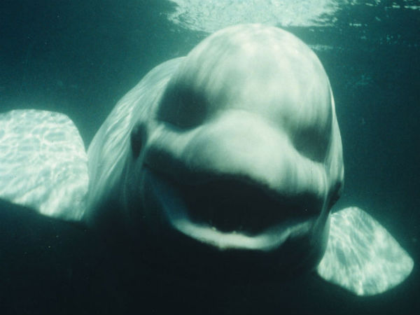 பெலுகா திமிங்கலங்கள் பேசுமா?