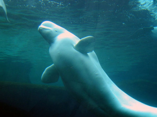 டால்பின், கிளி பேசும்