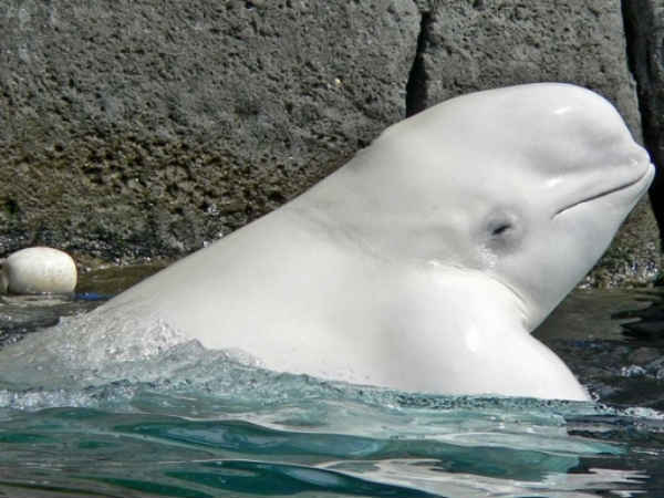 வெள்ளைத் திமிங்கலம்