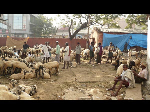 7 கோடிக்கு ஆடு விற்பனை