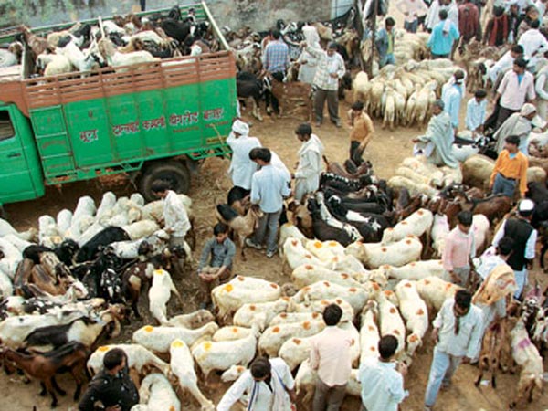 ஆட்டுச் சந்தையில் பெரும் கூட்டம்