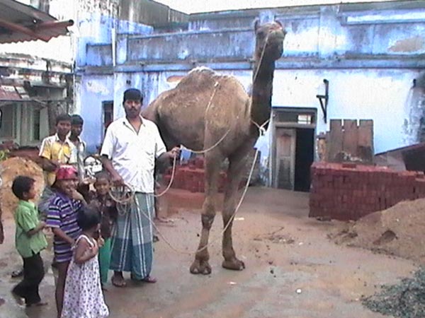 காட்சிப் பொருளான ஒட்டகம்