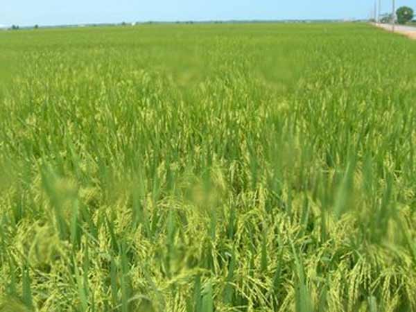 நாகையில்தான் பெரும் நஷ்டம்