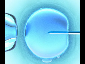 Frozen egg Frozen egg