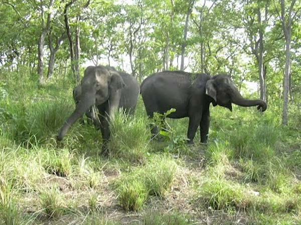 36 யானைகள்....