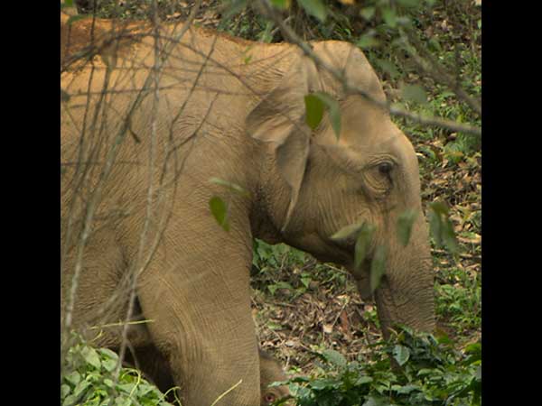 முதுமலை யானைகளுக்கு தனியாக புத்துணர்வு முகாம்