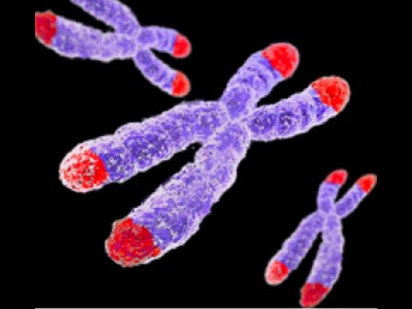 குரோமோசோம்.. டெலோமீர்