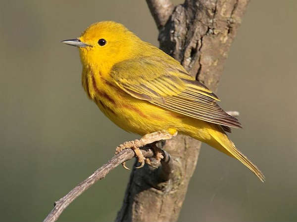 பறவையில் நடந்த ஆராய்ச்சி...