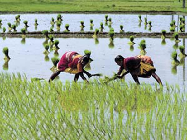 50 நாடுகளில் அறுவடைத்திருநாள்