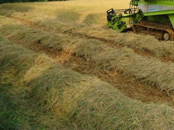 இந்தியா முழுவதும் அறுவடைத் திருநாள்