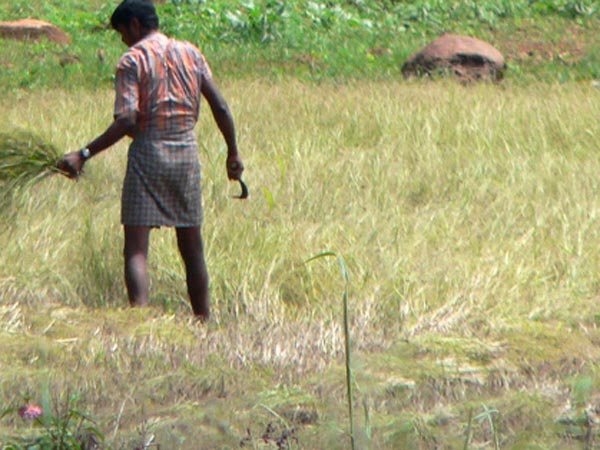 அரிசி விளைச்சலுக்கு நன்றி