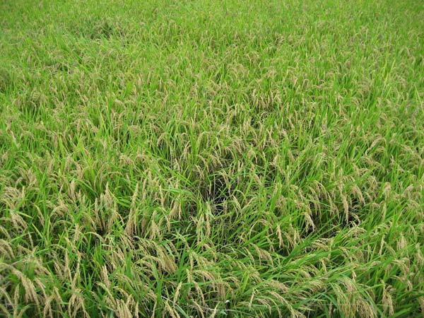 கொரியாவில் நன்றி விழா