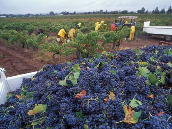 ஆஸ்திரேலியால் நான்கு விழா