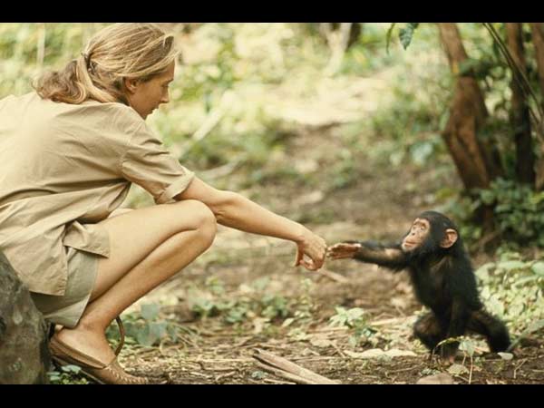 கை குலுக்க வந்த குட்டி சிம்பன்சி: