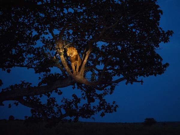 மரத்திலிருந்து..