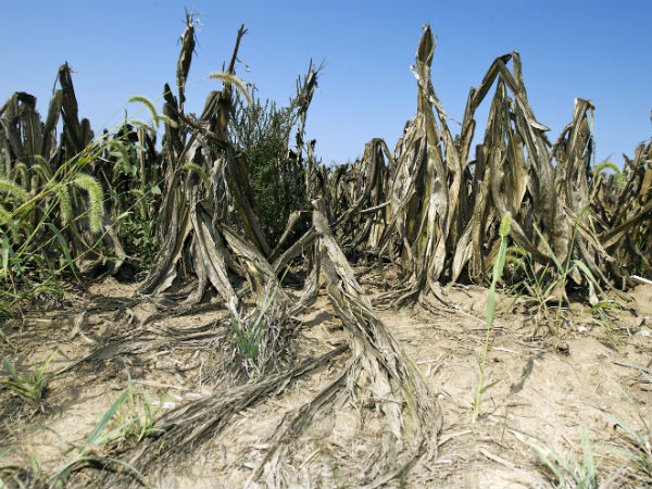 பொய்த்துப்போன சாகுபடி