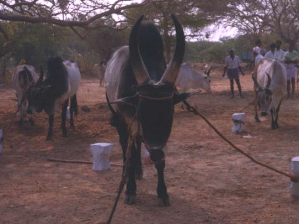 கம்பீரமான தோற்றம்