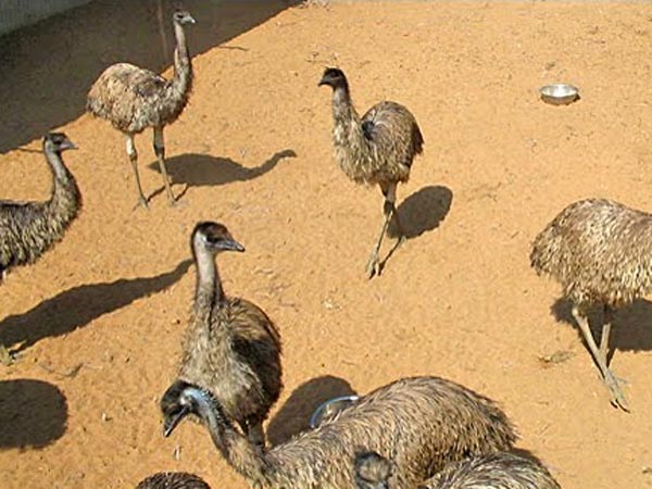 ஈமு கோழி மோசடி