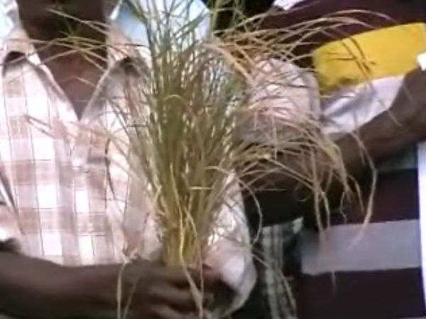 கருகும் நெற்பயிர்கள்