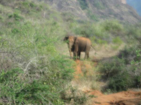 மழையும் இல்லை... மிருகங்களும் தொல்லை