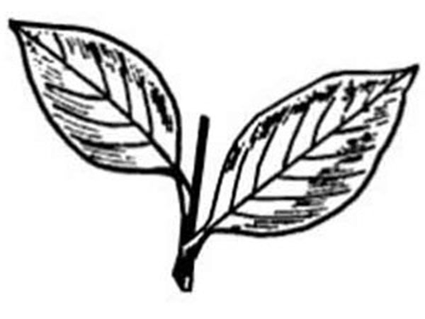 'துரோகி' தமிழழகன்: