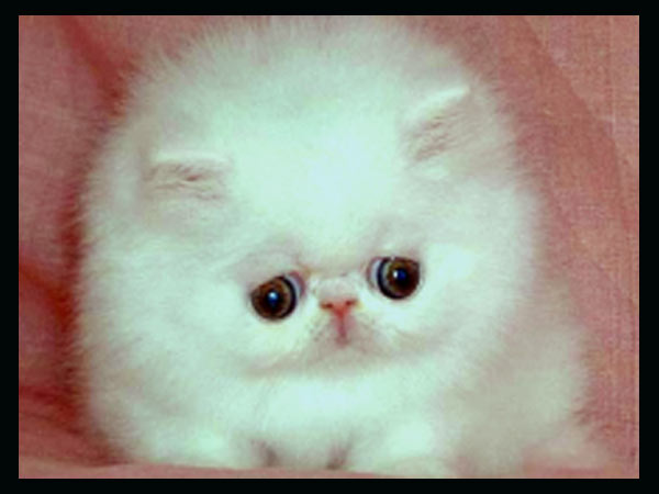 10வது விளையாட்டு