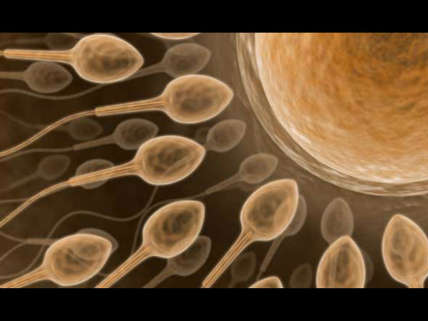 மாதிரி ஆண்களின் விந்தணு