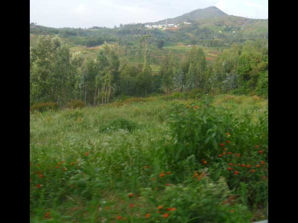 கொடைக்கானலில் குளுமை
