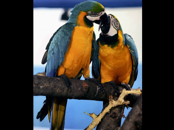 பறவைகளின் ஓசைகளும் இதே தன்மைதான்