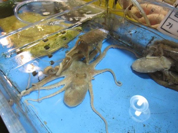 ‘சன்னாக்ஜி’ அல்லது ‘நாக்ஜி’...