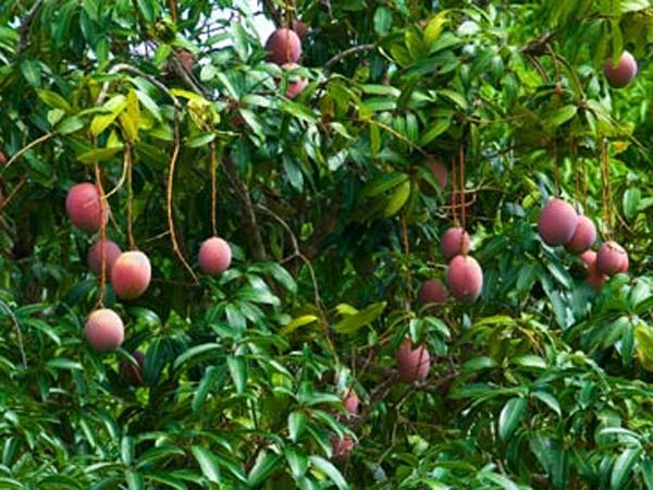 செந்தூரா.. பைகன்பள்ளி