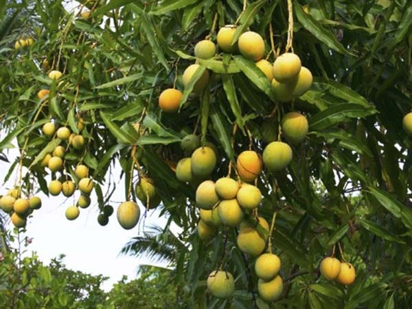 அல்போன்ஸாவா... மல்கோவாவா...