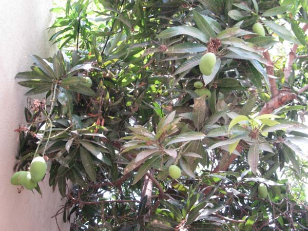 கறுப்பு மாங்காய்...