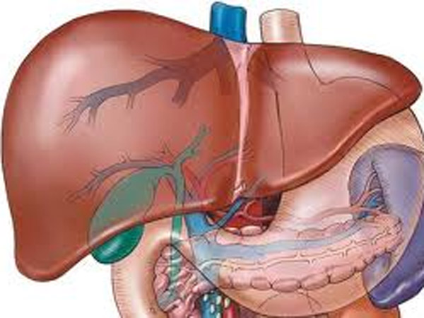 மாற்று கல்லீரல்...