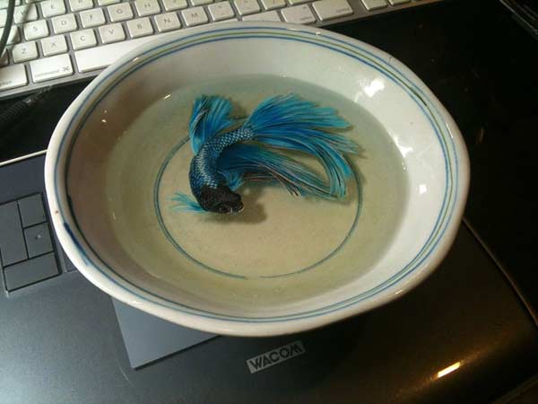 மயிலின் தோகை நிறமே...