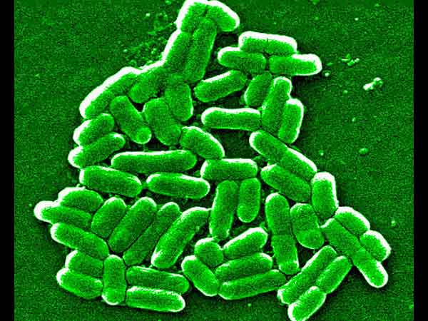 நல்லதும் செய்யும் ஈ கோலி...